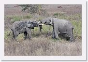 14SerengetiDayGameDrive - 215 * A trunk fight between these two males.